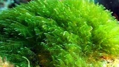 بهره‌برداری از گلخانه پرورش جلبک اسپیرولینا در ارومیه