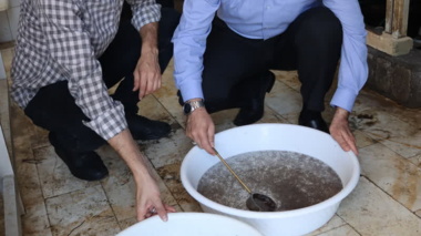 بیش از ۱۵ هزار لارو ماهی شیپ نسل اول به بخش اجرا تحویل شد