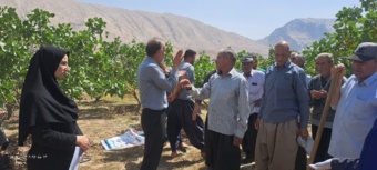 دوره آموزشی هرس درختان میوه هسته دار