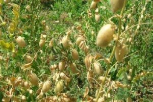 رئیس بخش علوم زراعی مرکز تحقیقات کشاورزی ایلام اعلام کرد