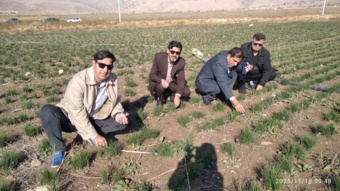 زمین‌های کم‌بازده ایلام رویایی از جنس طلا می‌بافند