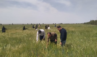 تولید هسته‌های اولیه بذری گندم و جو دیم؛ آغاز فصل جدیدی در ارتقای پایداری و بهره‌وری کشاورزی در ایلام