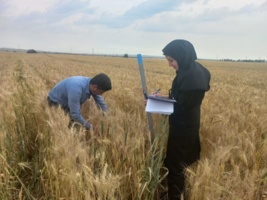 آغاز پایش میدانی گندم آبی در ایلام؛ گامی تازه برای کاهش شکاف عملکرد