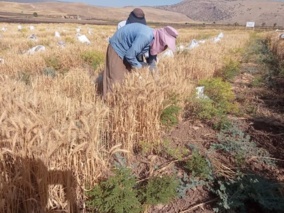 برداشت ارقام پرورشی گندم و جو در ایلام مطلوب بوده است