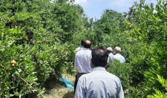 استان کرمان- شهرستان ارزوئیه- هم‌افزایی کارشناسان و باغداران برای حفاظت از محصول استراتژیک انار