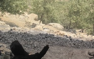 عوامل انسانی مهم‌ترین تهدید برای جنگل‌های زاگرس خوزستان