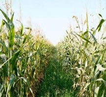 علف‌های هرز تا ۵۰ درصد محصول ذرت را کاهش می‌دهند