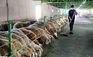 دستیابی به گوشت باکیفیت با تغذیه علمی بره‌ها