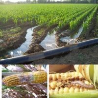 برگزاری کارگاه آموزشی «مدیریت مزرعه ذرت» در شهرستان کارون