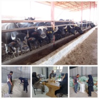 تأکید بر رکوردگیری علمی و تغذیه بهینه دام