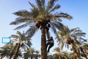 نخلستان‌های خوزستان در معرض خشکسالی و تغییر اقلیم