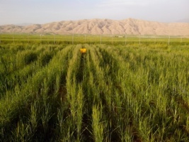 کشت انتظاری گندم؛ راهکاری برای بهره‌وری بیشتر از نزولات آسمانی