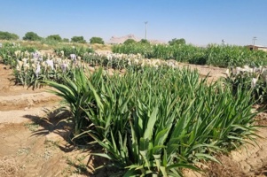 نقش راهبردی ذرت خوشه‌ای در تامین امنیت غذایی دام