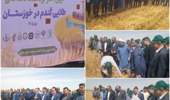 آغاز برداشت دانه‌های طلایی گندم در خوزستان