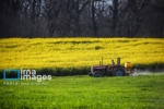 توسعه کشت کلزا؛ راهبردی کلان برای خودکفایی