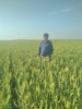 پایش تخصصی بیماری‌های مهم گندم استان خوزستان
