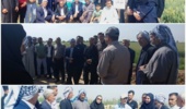 ارتقای عملکرد گندم در استان خوزستان با برداشتی پربار