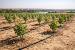 ایجاد کلکسیون ژرم پلاسم ژنوتیپ‌های گونه پده در خوزستان؛ یک منبع ژنتیکی ارزشمند