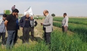 مدیریت نوین کاشت پیاز؛ راهی برای جهش عملکرد در مزارع بهبهان