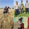 بازدید میدانی معاون پژوهشی مرکز از ایستگاه تحقیقاتی شاوور