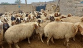 انتخاب ژنتیکی به جای آمیخته‌گری بی‌برنامه؛ راهکار کم‌هزینه عضو هیأت علمی تات برای بهبود بهره‌وری گله‌های گوسفند