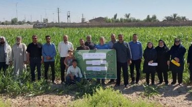 برگزاری روز مزرعه سورگوم در باوی با تأکید بر آموزش عملی و ارتقای کیفیت علوفه