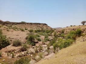 جنگل‌های شیشم خوزستان در خطر انقراض