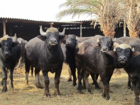 ضرورت جلوگیری از همخونی در گله‌های گاومیش