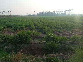 کنترل علف‌های هرز؛ چالشی کلیدی در افزایش تولید ماش و لوبیا چشم‌بلبلی