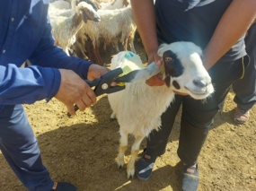 مدیریت علمی گله با هویت‌گذاری و رکوردگیری دقیق محقق می‌شود