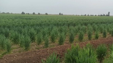 تلاش جهادی پژوهشگران خوزستانی برای تضمین امنیت غذایی در خط مقدم پدافند غیرعامل