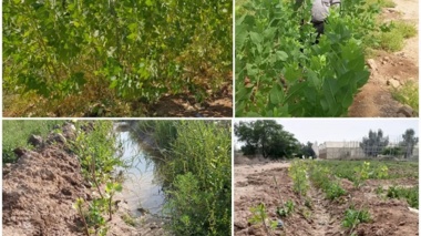 ایجاد قلمستان صنوبر در خوزستان؛ گامی به سوی خود‌کفایی