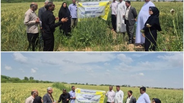 راهکارهای کاربردی محققان خوزستانی برای کشاورزان گندم کار
