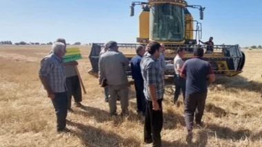 سوزاندن بقایای مزارع، تهدیدی برای خاک و بهره‌وری گندم