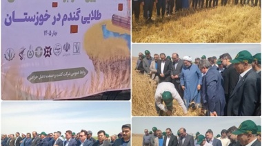 آغاز برداشت دانه‌های طلایی گندم در خوزستان