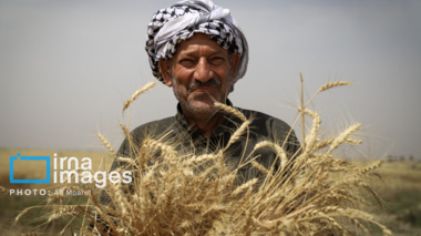ارتقای تاب‌آوری گندم‌کاران خرده مالک؛ ‌گامی به سوی پایداری تولید
