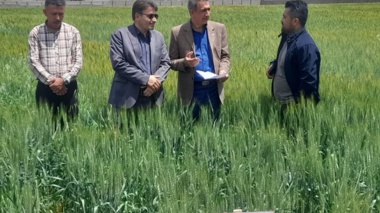 ارزیابی ارقام دیم سازگار با اقلیم خوزستان در سایت دیم ایذه با حضور رئیس مرکز تحقیقات و آموزش کشاورزی و منابع طبیعی خوزستان
