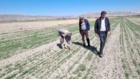 بازدید تخصصی از مزارع بذری ایستگاه  و پردیس تحقیقات و آموزش کشاورزی بروجرد