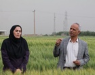 پیش‌بینی تولید ۱۴ میلیون تن گندم در کشور / تأمین امنیت غذایی بدون نگرانی