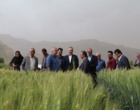 پیش‌بینی تولید ۱۴ میلیون تن گندم در کشور / تأمین امنیت غذایی بدون نگرانی