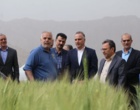 پیش‌بینی تولید ۱۴ میلیون تن گندم در کشور / تأمین امنیت غذایی بدون نگرانی
