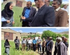 برگزاری روز مزرعه «مدیریت علف‌های هرز در مزارع غلات»