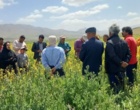 تأکید رئیس بخش تحقیقات گیاه‌پزشکی مرکز تات لرستان بر مدیریت تلفیقی آفات و بیماری‌های کلزا
