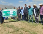 تأکید رئیس بخش تحقیقات گیاه‌پزشکی مرکز تات لرستان بر ضرورت پایش و مبارزه به‌موقع با سن گندم