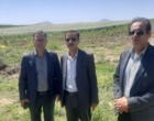 برداشت موفق کشت آبی موسیر در روستای چنارحمام خرم‌آباد