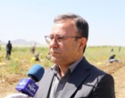 برداشت موفق کشت آبی موسیر در روستای چنارحمام خرم‌آباد