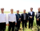 برداشت موفق کشت آبی موسیر در روستای چنارحمام خرم‌آباد