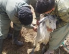 الگوی عملیاتی «جهاد خدمت» در زیست‌بوم عشایری بروجرد با محوریت ارتقای سلامت و تاب‌آوری اقتصادی