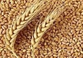 تأمین ۹۸ درصد بذر اولیه محصولات اساسی در داخل کشور