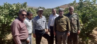 هرس غیر اصولی عامل اصلی اُفت محصول